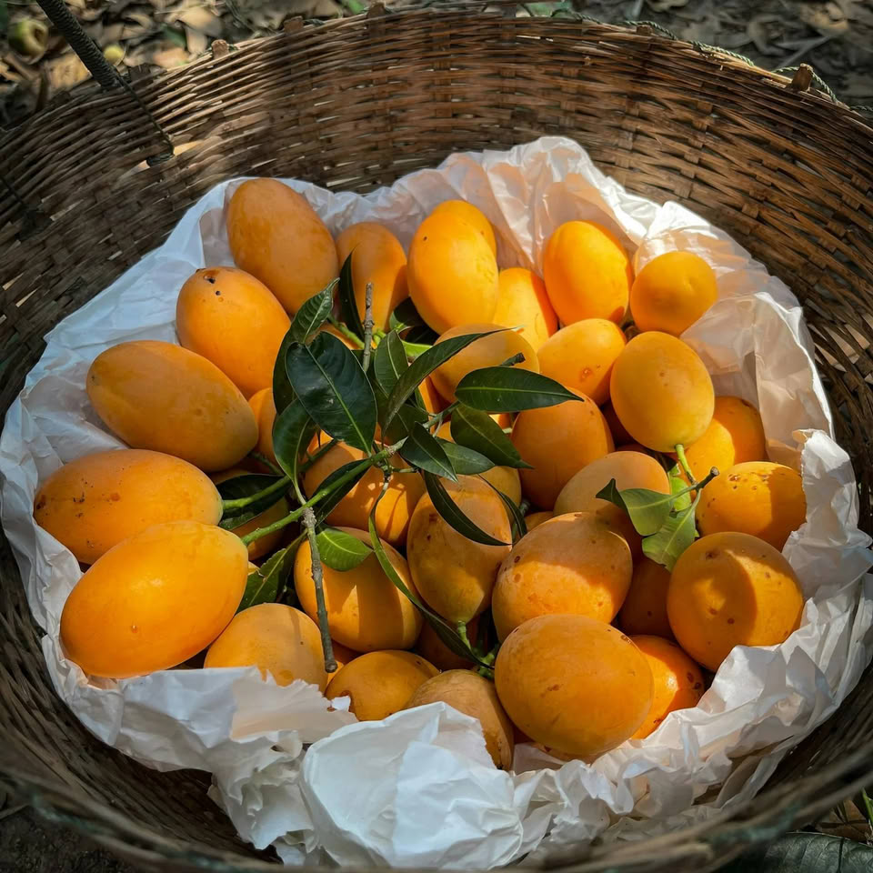 Chaunsa Mango – Pakistan’s “Mango of Paradise”