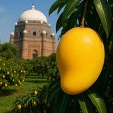 White Chaunsa Mango – The Creamy Crown Jewel of Pakistan