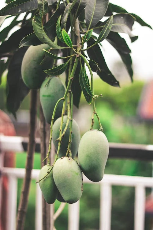 Anwar Ratol Mango – Pakistan’s “Mini Powerhouse”