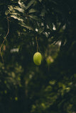White Chaunsa Mango – The Creamy Crown Jewel of Pakistan