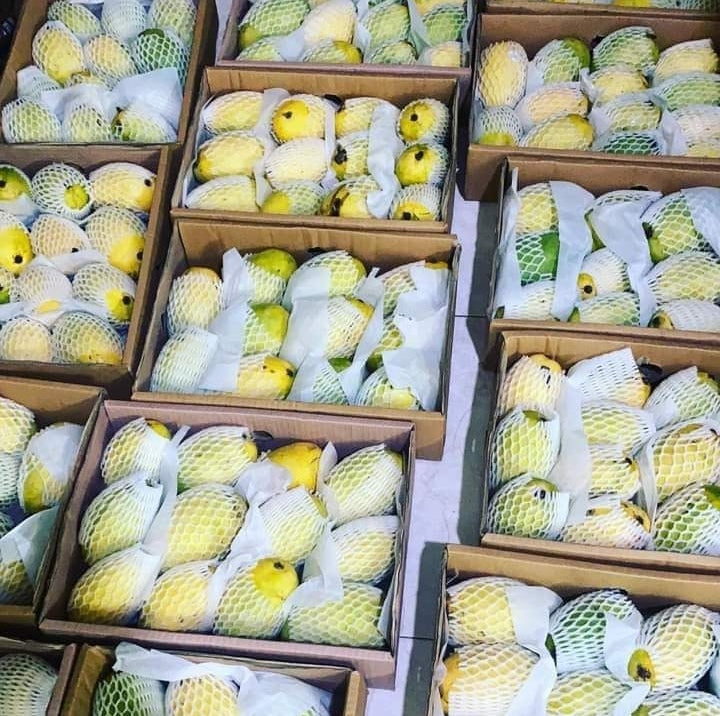 Premium Sindhri Mango – Pakistan’s Queen of Mangoes