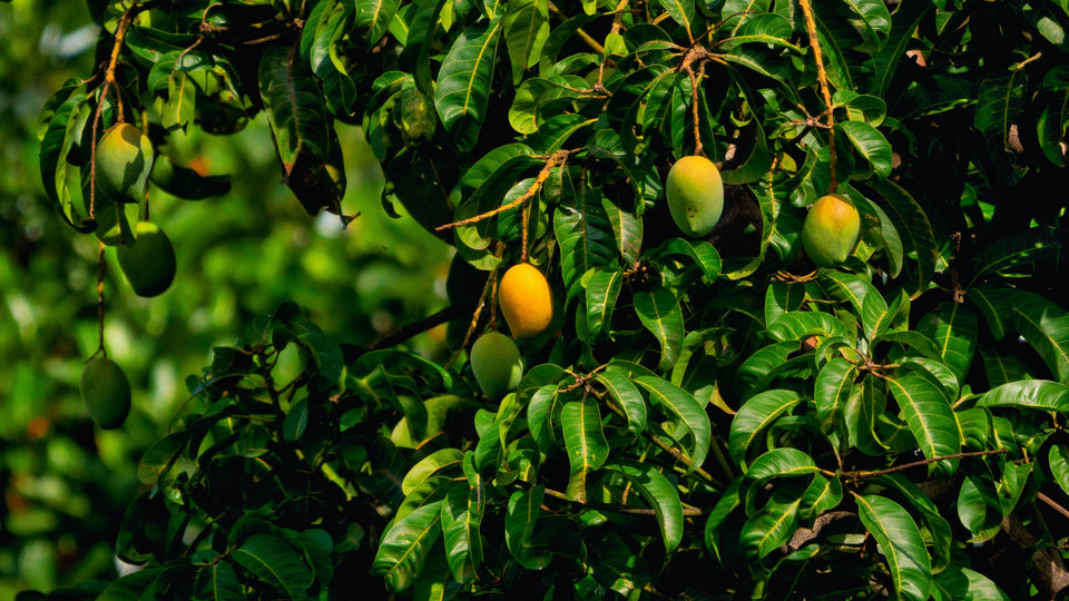 White Chaunsa Mango – The Creamy Crown Jewel of Pakistan