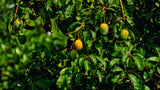 White Chaunsa Mango – The Creamy Crown Jewel of Pakistan